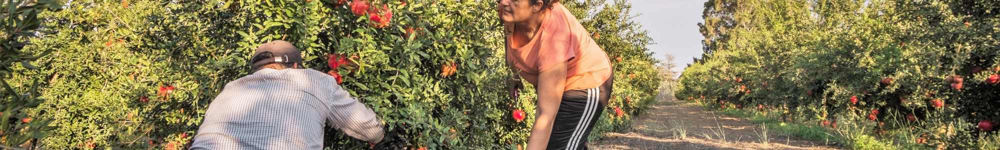 Two people picking pomegranate